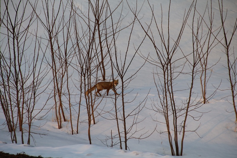 ファイル 49-4.jpg