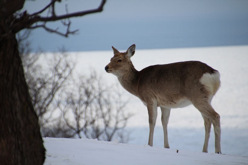 ファイル 53-5.jpg