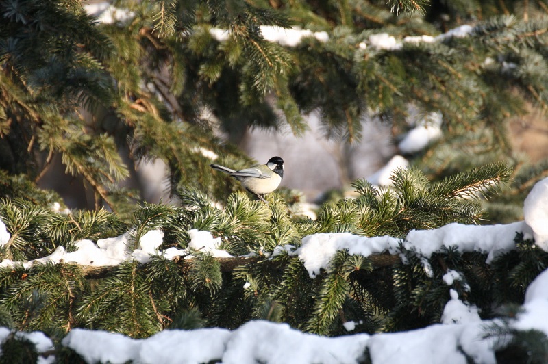 ファイル 6-2.jpg