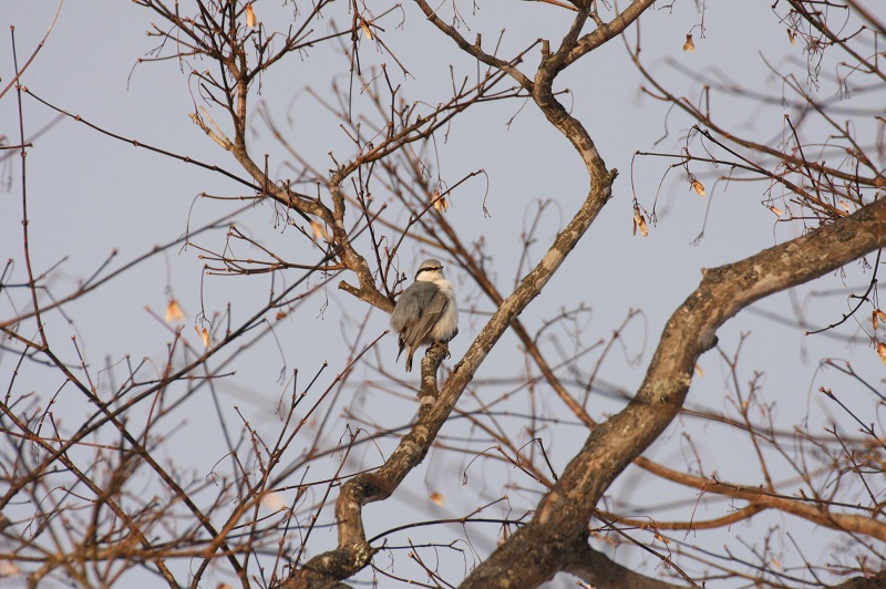 ファイル 6-3.jpg