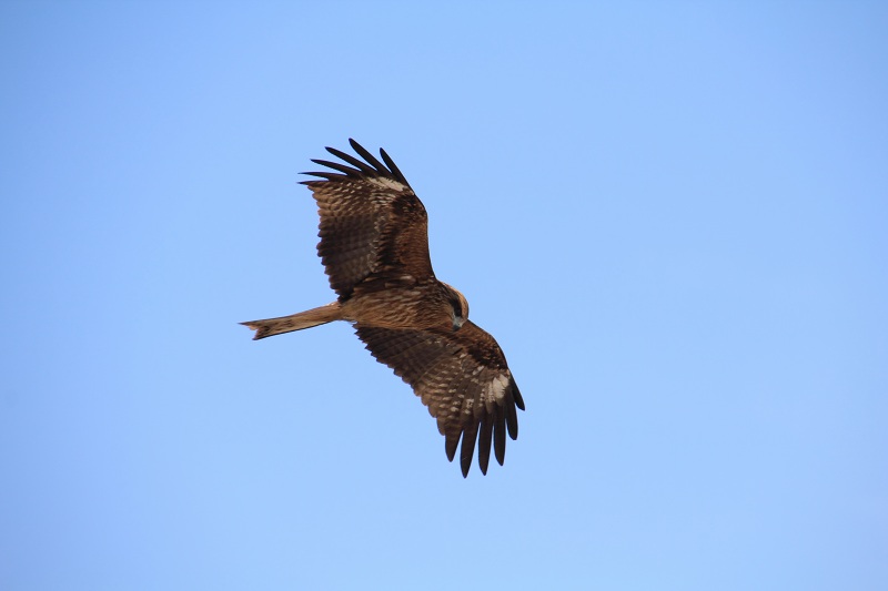 ファイル 62-2.jpg