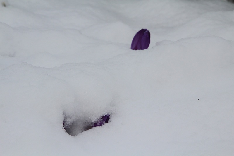 ファイル 67-1.jpg