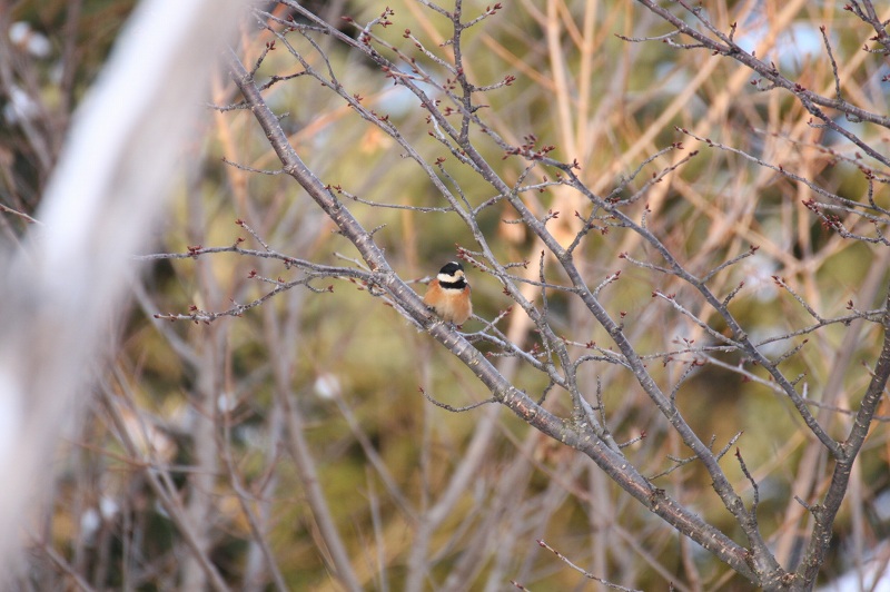 ファイル 7-1.jpg