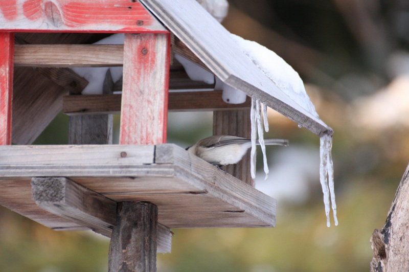 ファイル 7-3.jpg