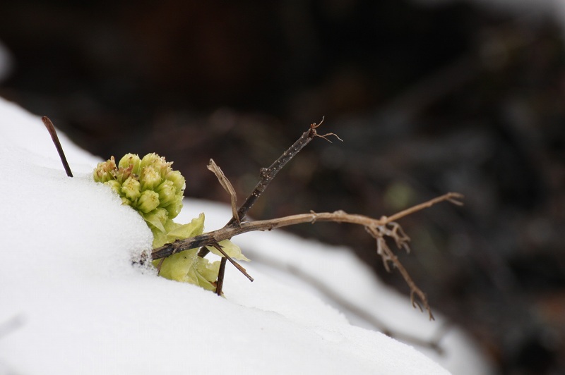 ファイル 79-1.jpg