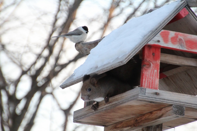 ファイル 8-1.jpg