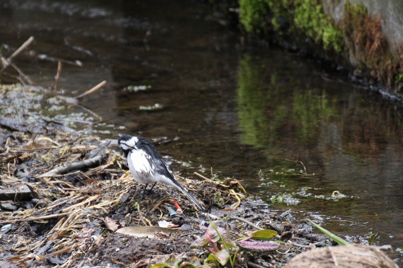 ファイル 80-5.jpg