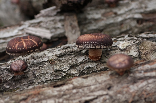 ファイル 82-3.jpg