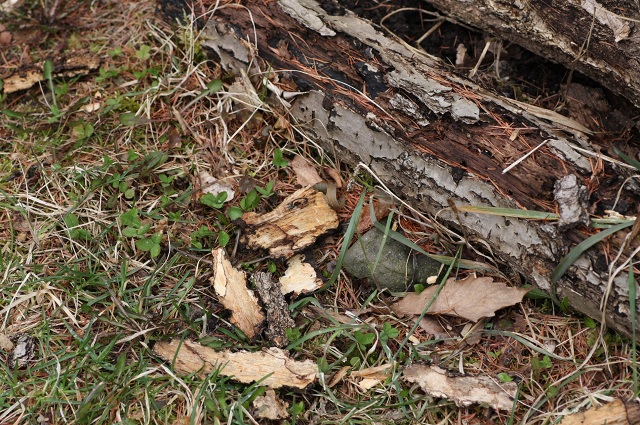 ファイル 82-4.jpg