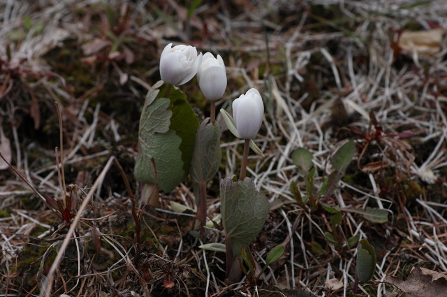 ファイル 83-1.jpg