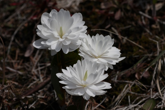 ファイル 83-2.jpg