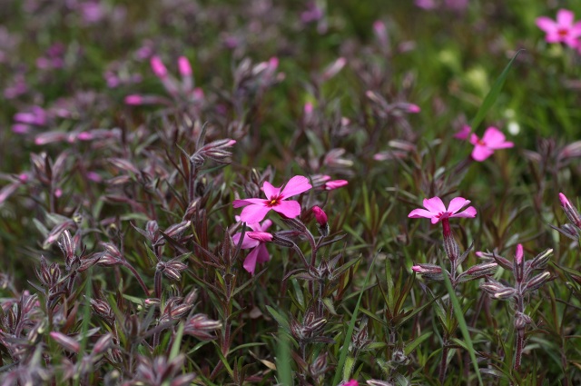 ファイル 83-3.jpg