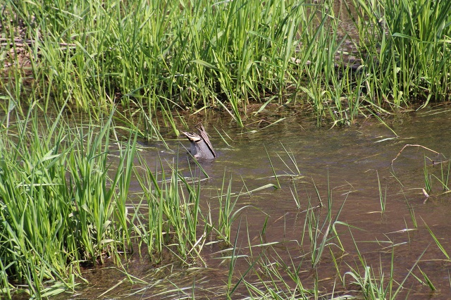 ファイル 84-3.jpg