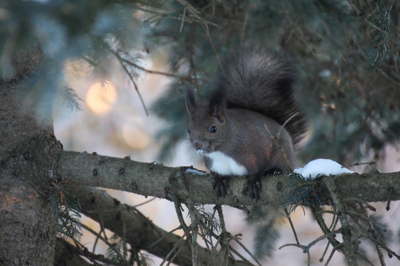 ファイル 9-1.jpg