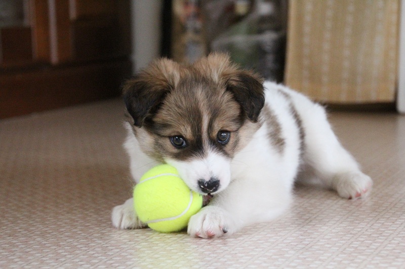 ファイル 90-2.jpg