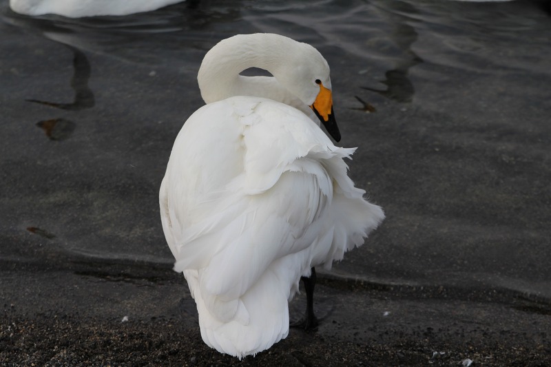 ファイル 227-5.jpg