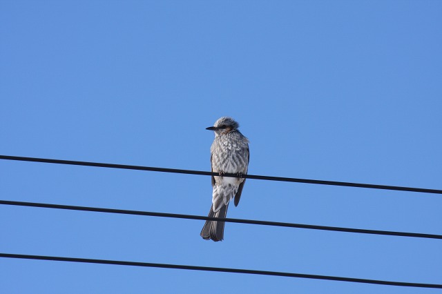 ファイル 237-1.jpg