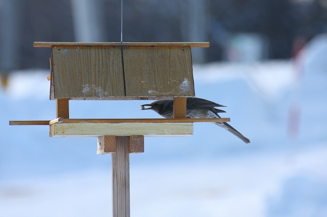 ファイル 237-3.jpg