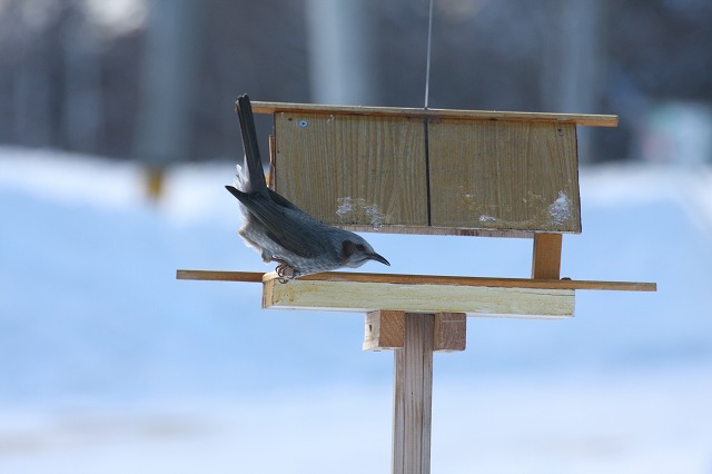 ファイル 237-4.jpg