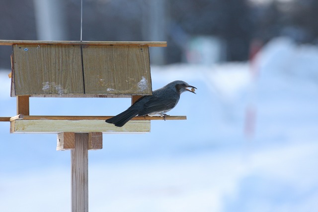 ファイル 237-5.jpg