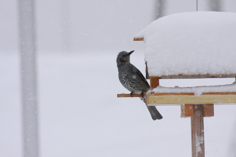 ファイル 242-2.jpg