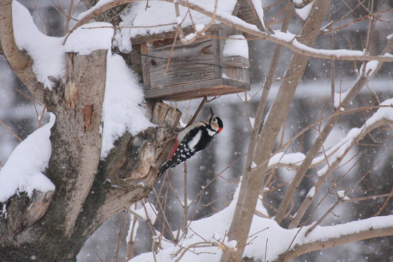 ファイル 242-4.jpg