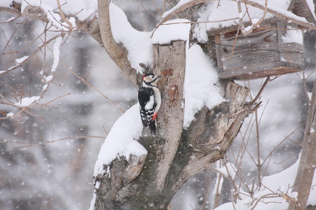 ファイル 242-5.jpg