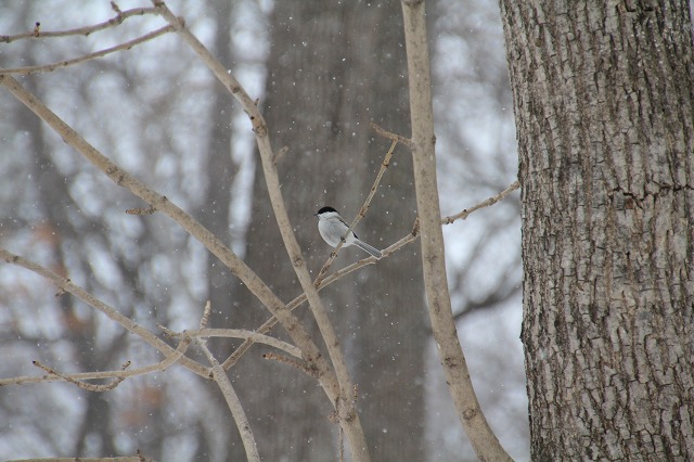 ファイル 247-3.jpg