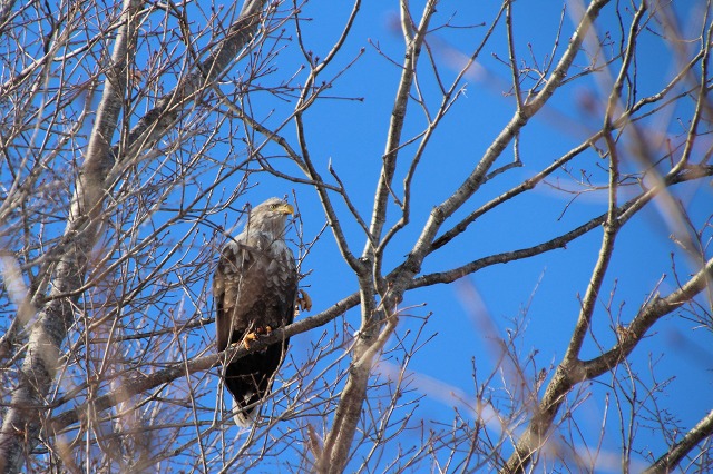 ファイル 248-1.jpg