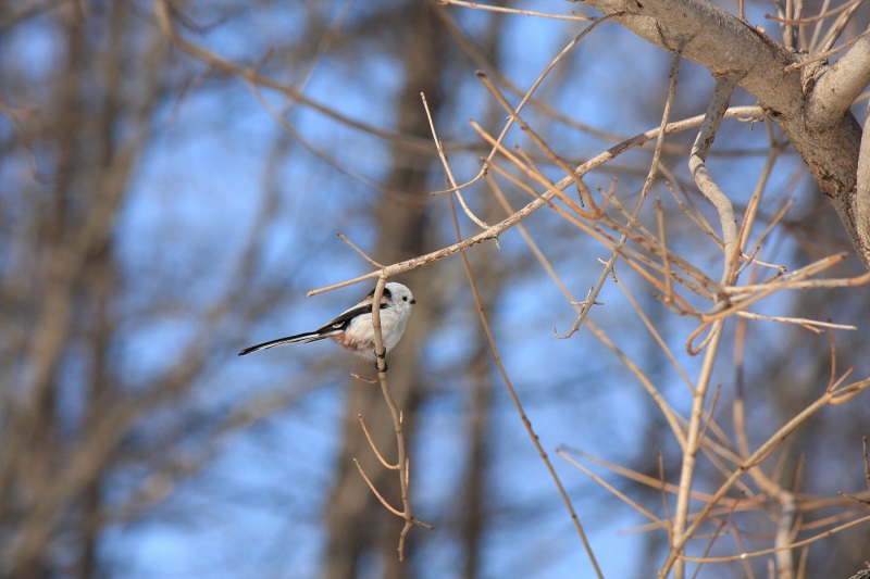 ファイル 250-1.jpg