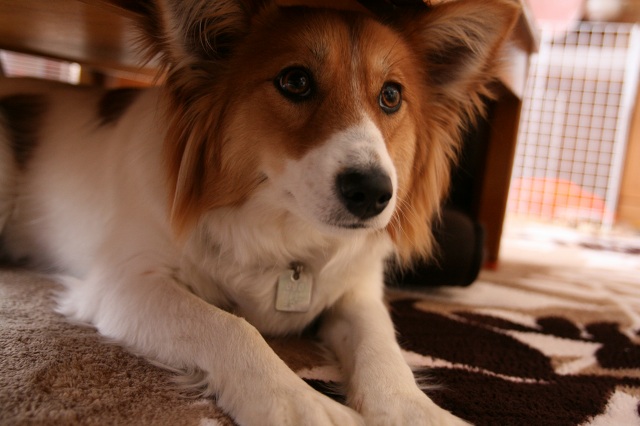 ファイル 261-1.jpg