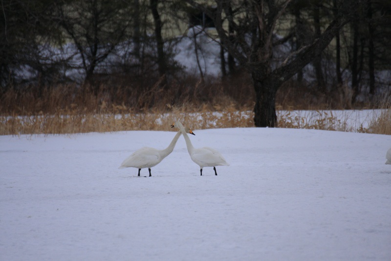 ファイル 262-5.jpg