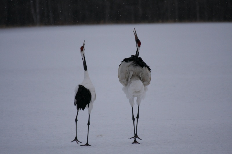 ファイル 263-2.jpg