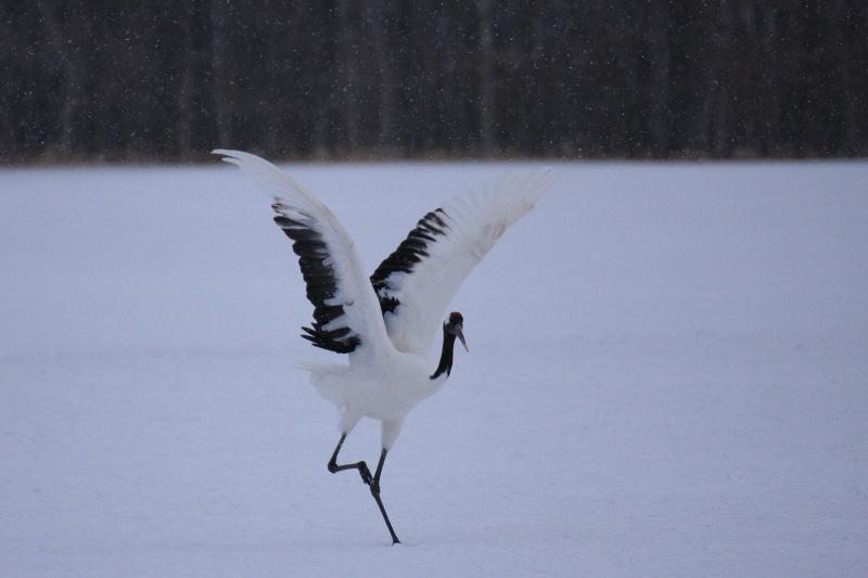 ファイル 263-4.jpg