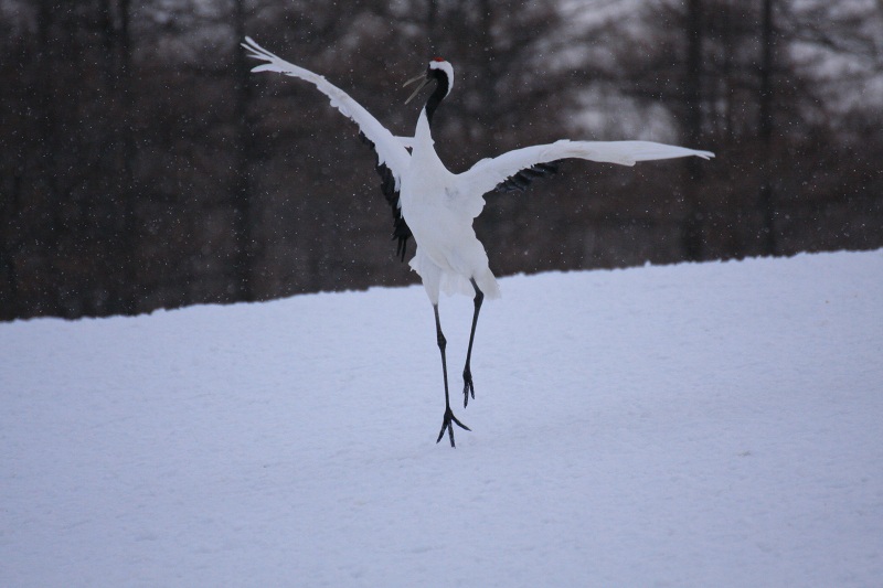 ファイル 263-5.jpg