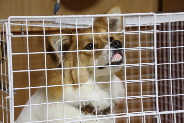 ファイル 264-1.jpg