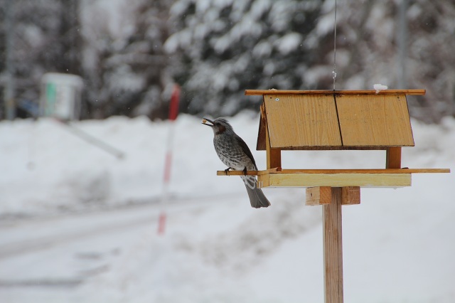 ファイル 268-4.jpg