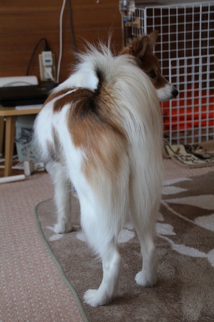 ファイル 269-2.jpg