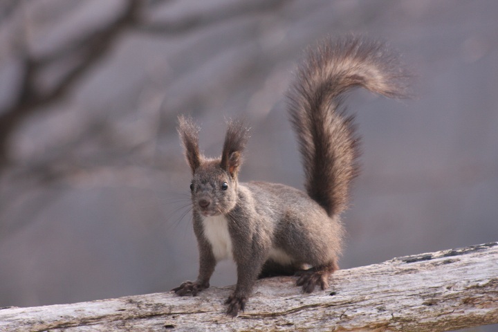 ファイル 279-3.jpg