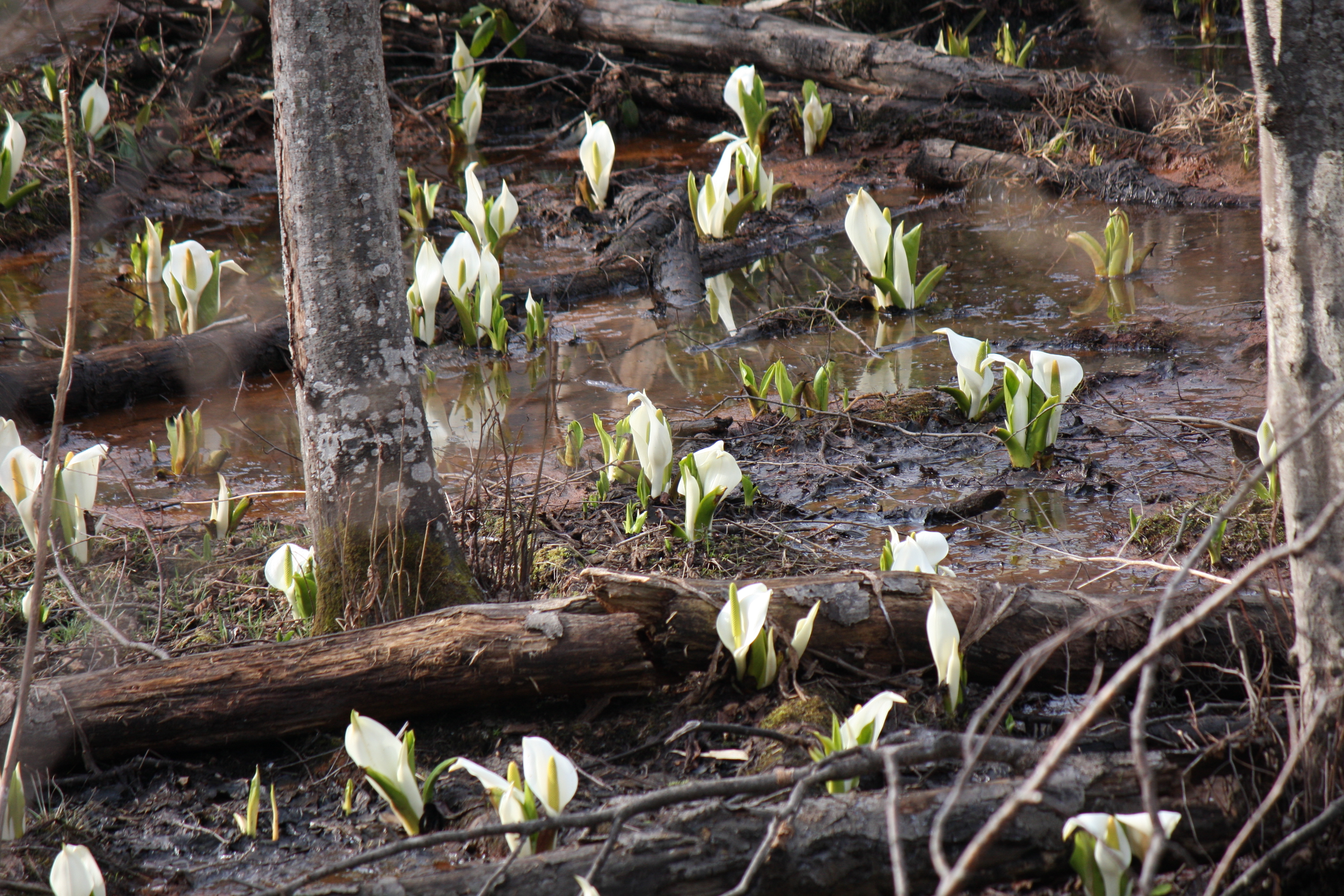 ファイル 283-3.jpg