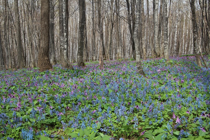 ファイル 284-1.jpg