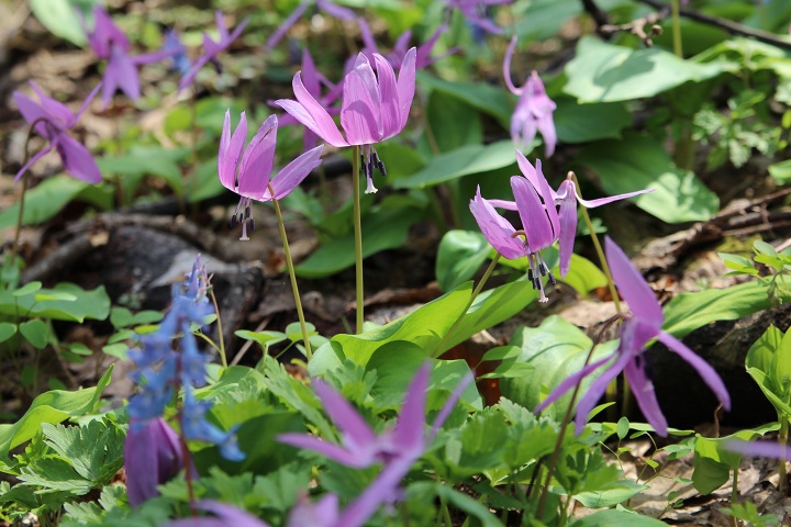 ファイル 284-2.jpg