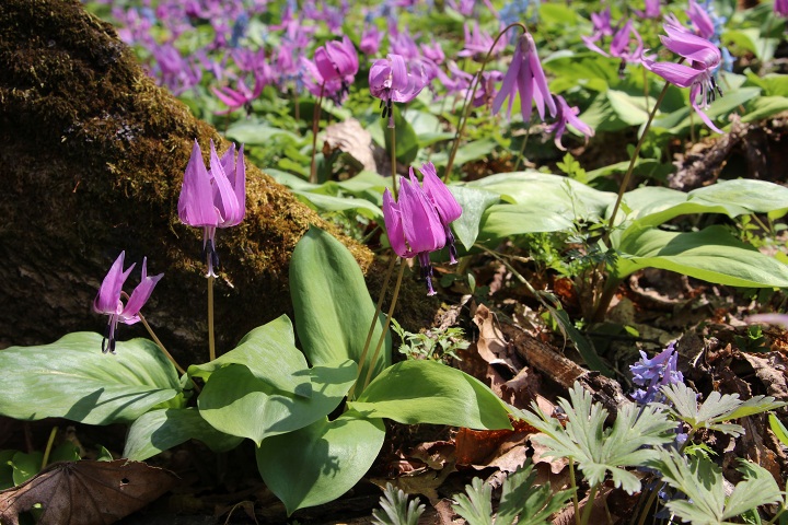 ファイル 284-4.jpg