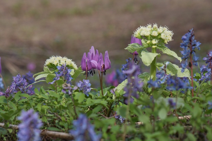 ファイル 286-3.jpg