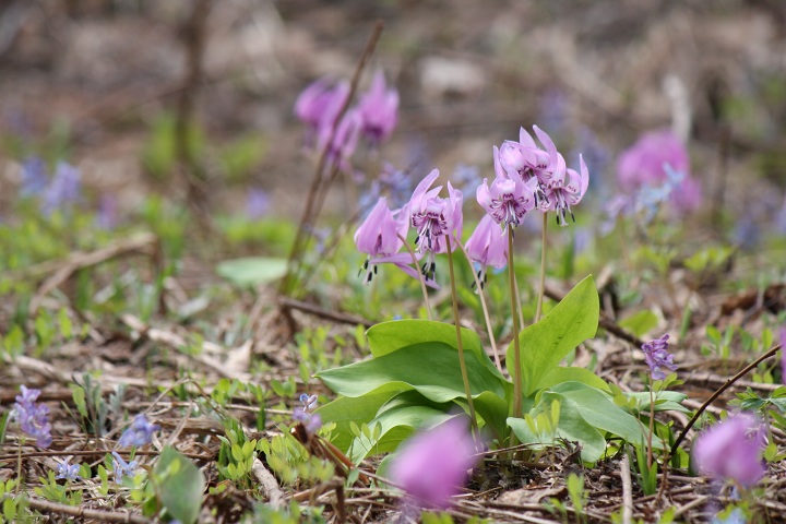 ファイル 286-4.jpg