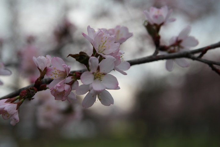 ファイル 288-2.jpg