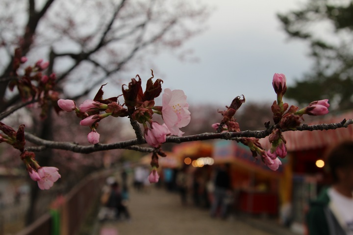 ファイル 288-5.jpg