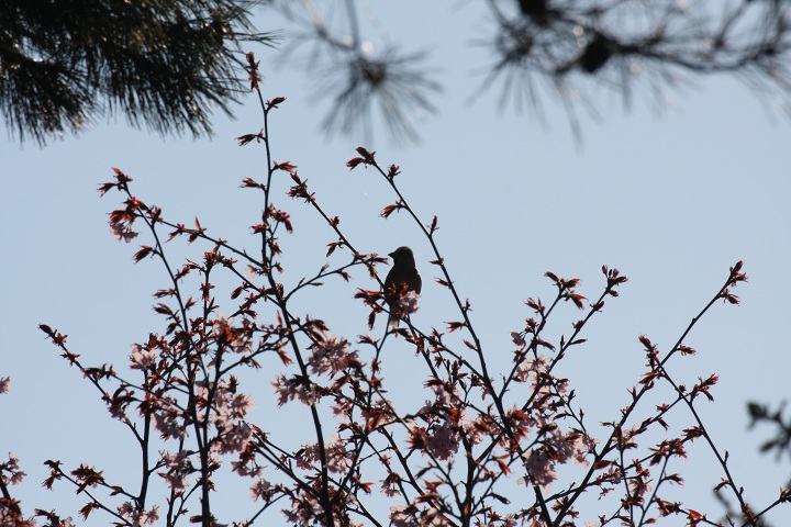 ファイル 290-1.jpg