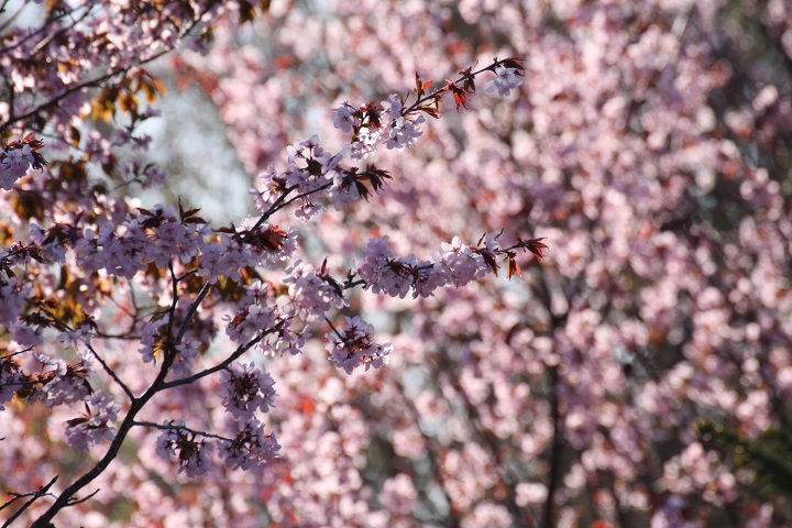 ファイル 290-2.jpg