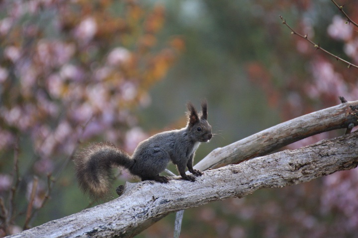 ファイル 291-1.jpg